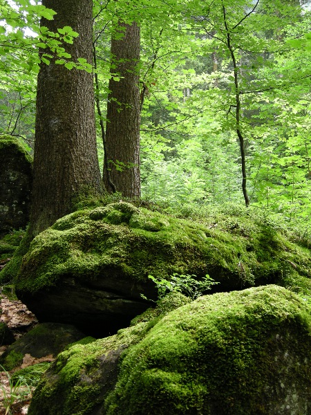 Unser Wald: Erholsam und Fotogen Oberrickenbach, Juli 2008